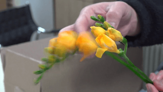 실내에서 노란 꽃을 건드는 사람