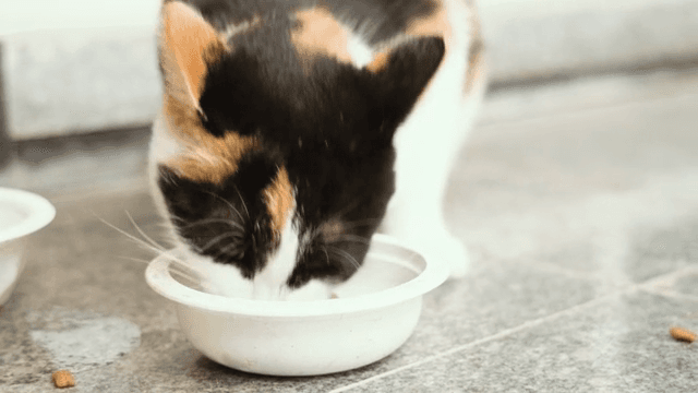 그릇에 담긴 사료를 먹는 고양이