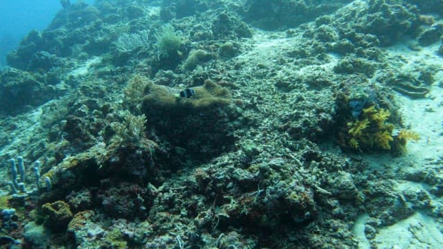 Clownfish swimming among coral reefs