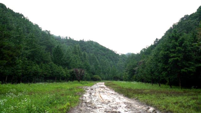 Green forest with muddy road on a rainy day