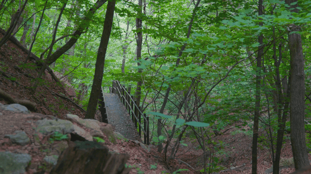 Green forest with wooden bridge