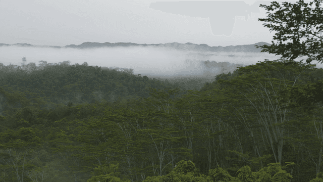 Foggy forest overgrown with green trees
