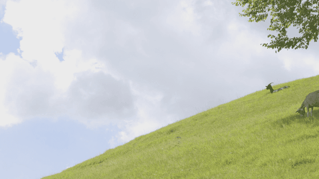 구름 낀 하늘 아래 가파른 잔디밭를 뜯어먹는 염소들