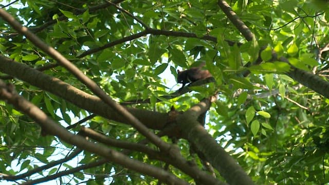 나뭇가지 사이를 움직이는 다람쥐