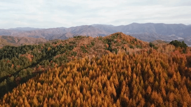 다채로운 단풍의 가을 숲