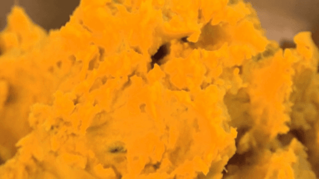 그릇에 담긴 단호박