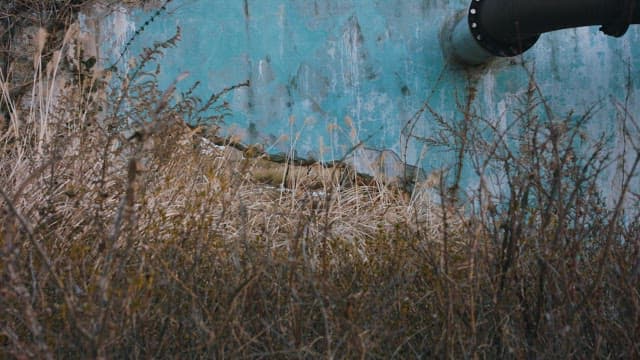 버려진 산업시설의 공허함을 채우며 자라나는 자연