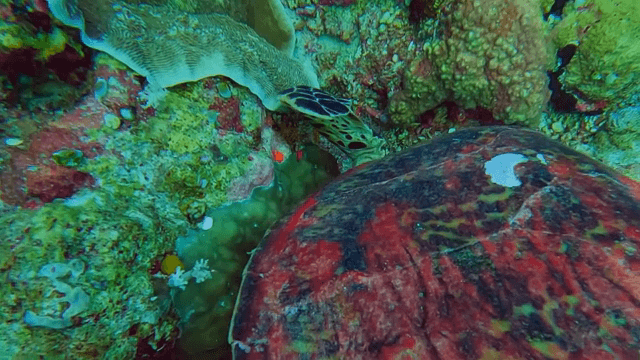 산호초 사이를 헤엄치는 바다거북