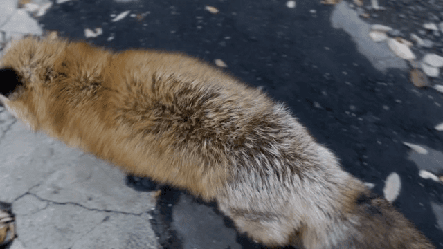 포장된 길을 걷는 여우