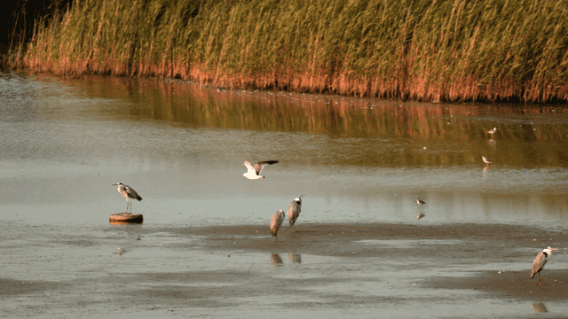 Heron flying with wings spread over quiet river of reeds