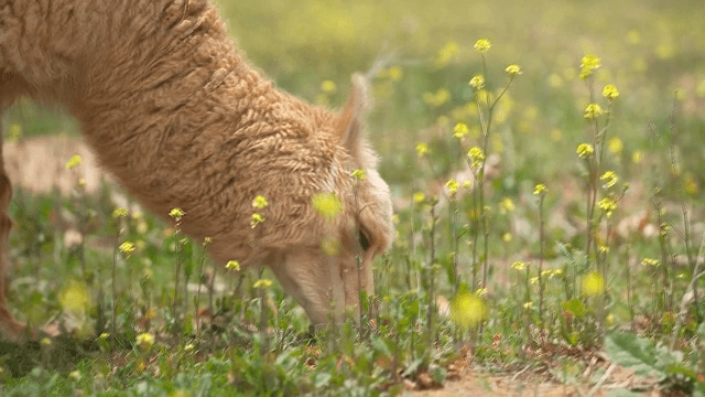 야생화가 핀 들판에서 풀을 뜯는 알파카