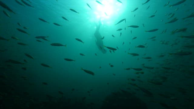 바다에서 조개를 캐는 해녀