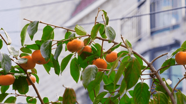 잘 익은 감이 달린 감나무
