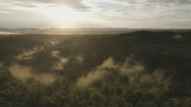 Sunrise over a lush forest landscape