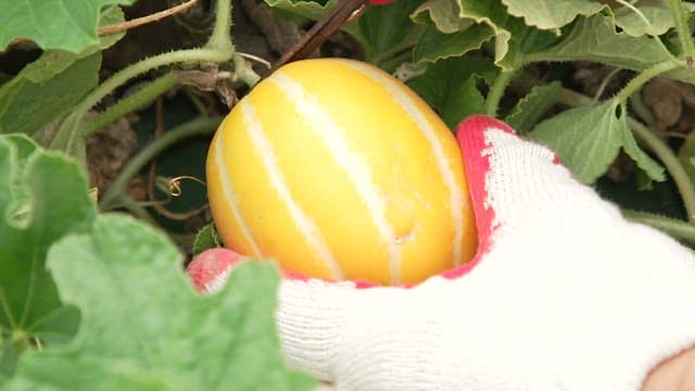 Hand Picking a Ripe Korean Melon among Green Leaves