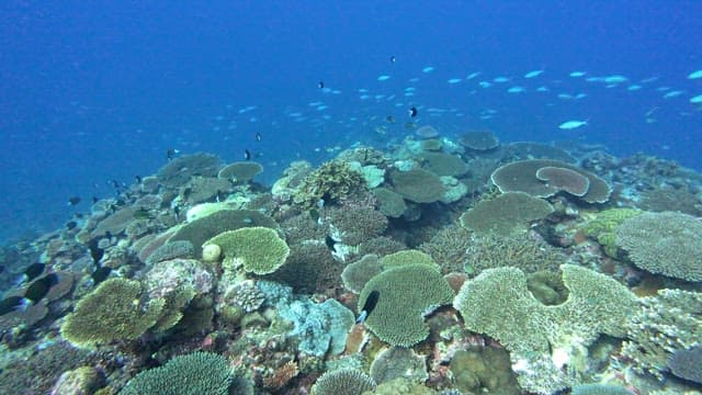 Vibrant coral reef teeming with fish