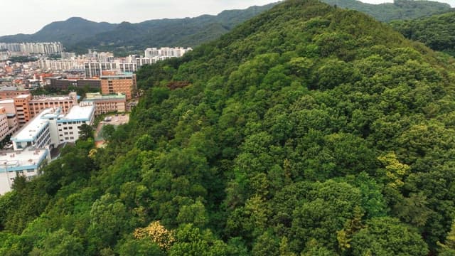 전통 한옥 마을 근처의 푸른 숲