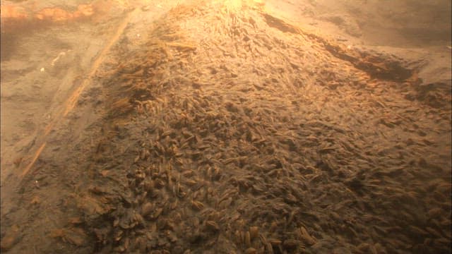 Underwater view of a sunken wooden structure