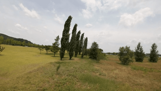 키 큰 나무와 잔디가 있는 고요한 공원