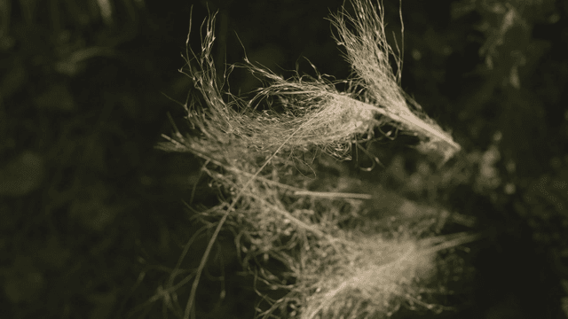 Delicate plant close-up