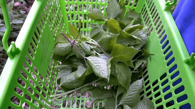 녹색 바구니에 담긴 신선한 참나물