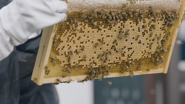 Beekeeper Checking Beehives with Protective Gear