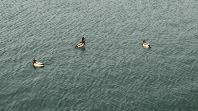 고요한 호수에서 헤엄치는 오리들
