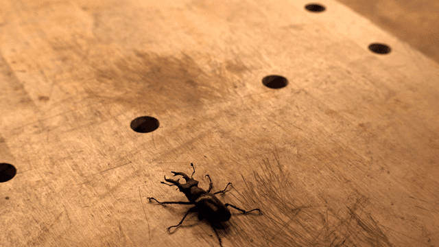 나무 표면 위의 사슴벌레