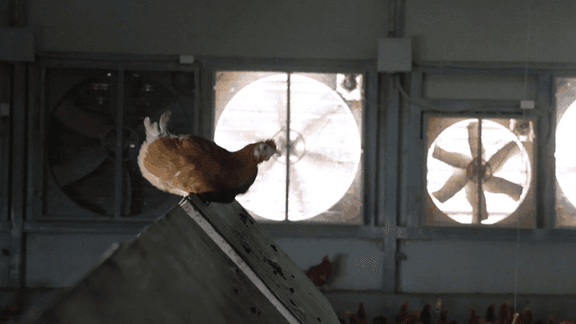 환풍기가 돌아가는 양계장 안에서 날아오르는 닭