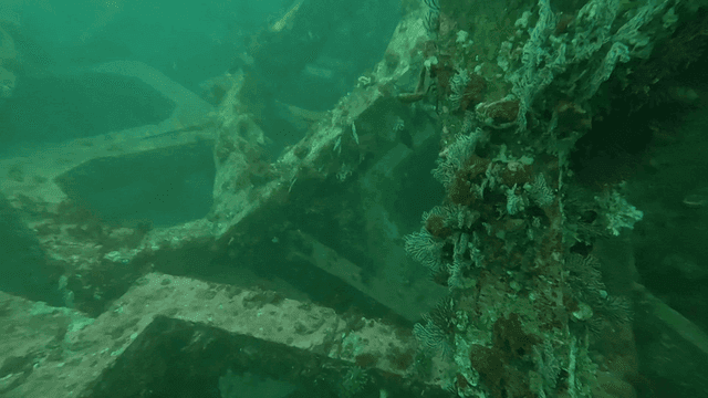 Underwater scene with marine life on structures