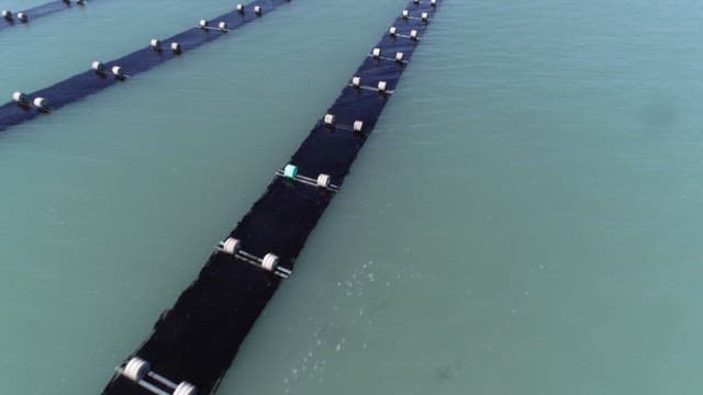 잔잔한 바다의 김 양식장 모습