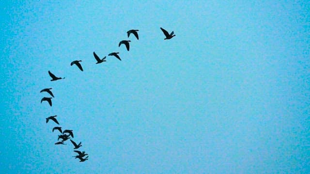 Birds Flying in Formation Across a Clear Sky