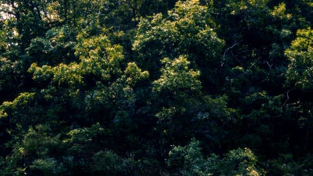 절벽 숲의 햇빛 비추는 나무 꼭대기