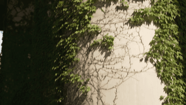 콘크리트 기둥을 타고 오르는 초록 담쟁이덩굴