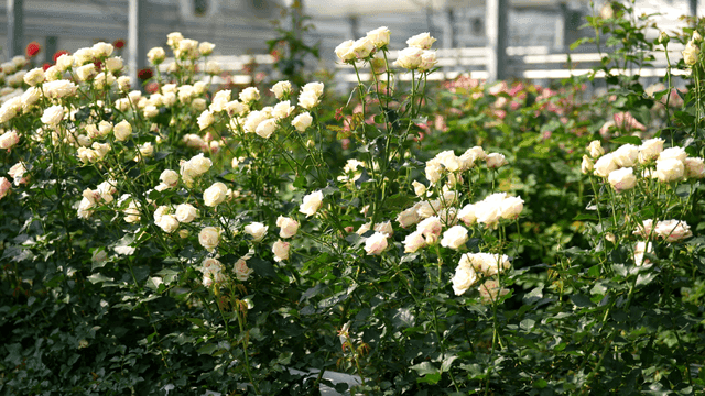 Greenhouse full of roses