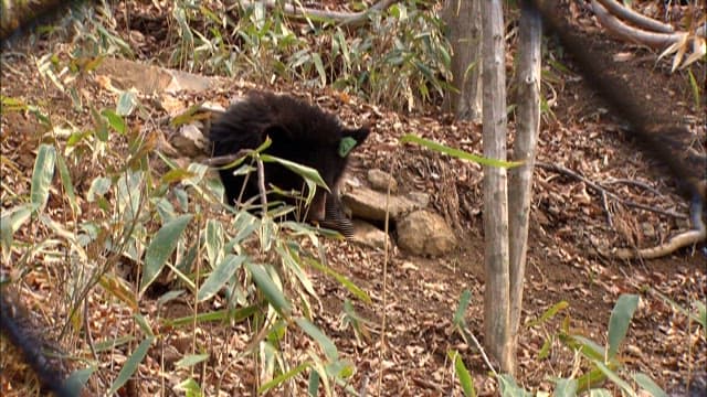 Bear entering a cave in the forest