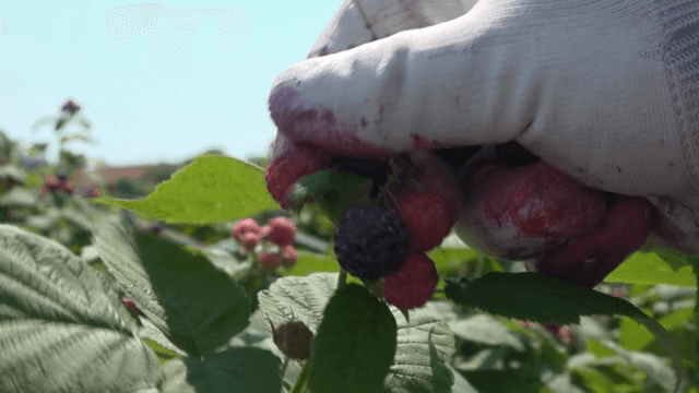 장갑 낀 손이 익은 복분자를 따는 모습