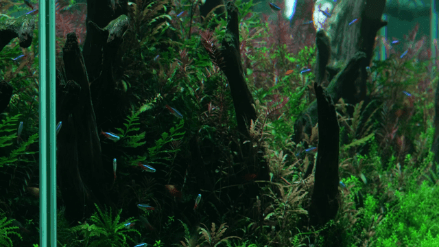 Colorful school of fish swimming in lush aquarium