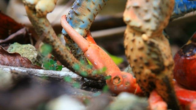 홍게를 공격하는 코코넛크랩