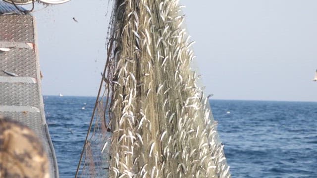 바다에서 갓 잡힌 물고기로 가득한 그물을 끌어 올리는 작업