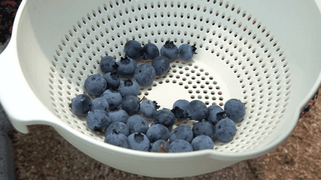 Fresh blueberries collected in a basket