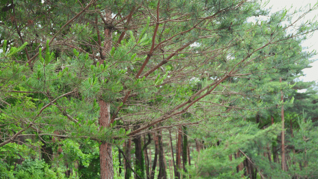 숲 속의 푸른 소나무