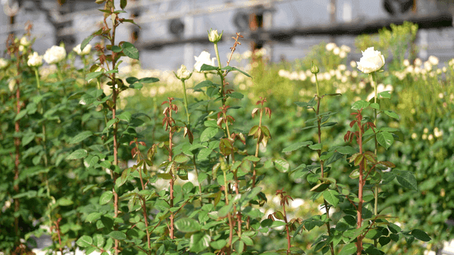 White roses blooming in greenhouse