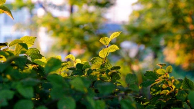 Green leaves illuminated by sunlight