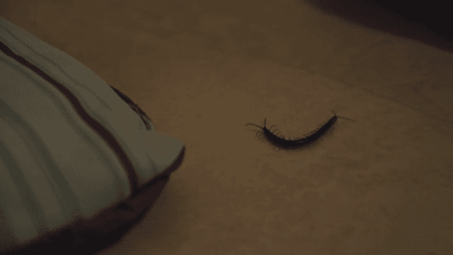 베개 근처 바닥을 기어가는 지네