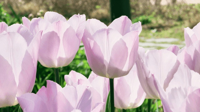 Tulips with light lavender pink color