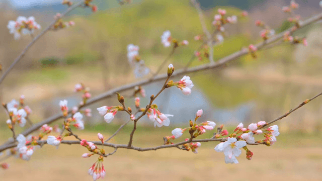 나뭇가지에 핀 벚꽃