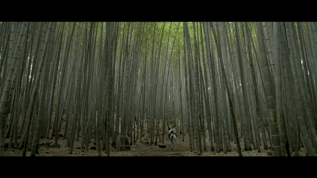 Woman walking through bamboo forest with camera