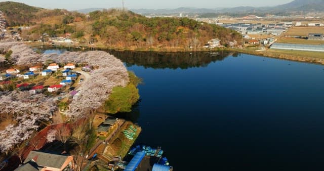 Aerial view of blooming cherry blossoms around a serene lake and camping area in a park