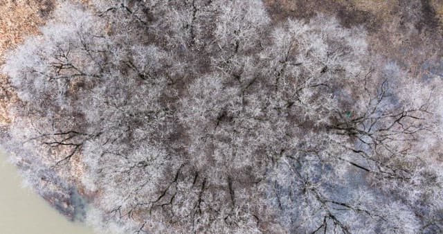 나뭇잎이 없는 겨울 나목으로 가득해 황량한 눈 덮인 숲